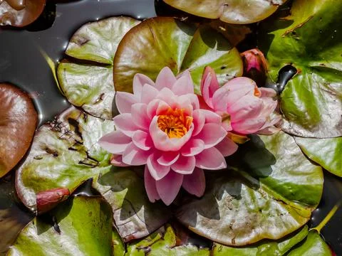 Water lily, lotus Fotos Stock