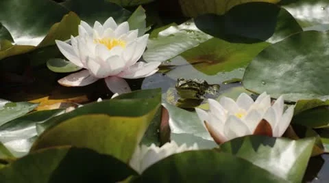 Water lily (Nymphaea) and edible frog (Rana esculenta) Stock Footage