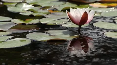Water lily (Nymphaea) Stock Footage 14828976