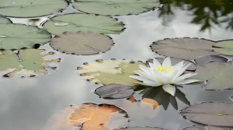 Water lily (Nymphaea) Stock Footage 14830906