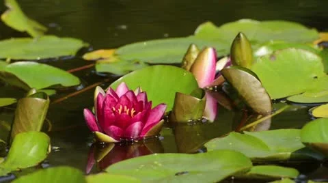 Water lily (Nymphaea) Stock Footage 14896214