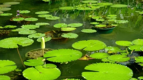 Water lily Nymphaea Stock Footage 81646432