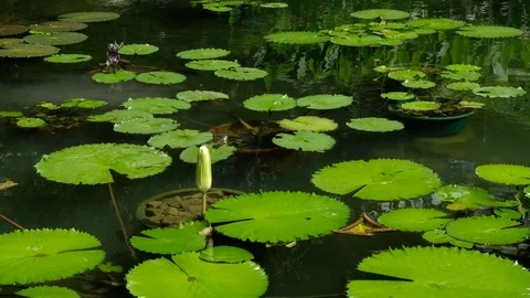 Water lily Nymphaea Stock Footage 81646436