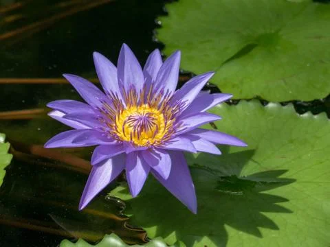 Water lily Nymphaea hybrid Director George Moore Stock Photos