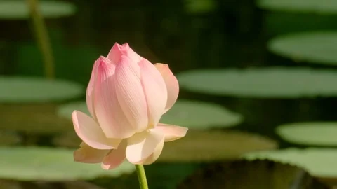 Water Lily - Nymphaea odorata Stock Footage 92937036
