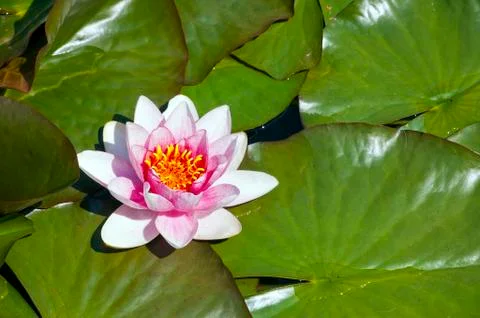 Water lily (nymphaea) Stock Photos