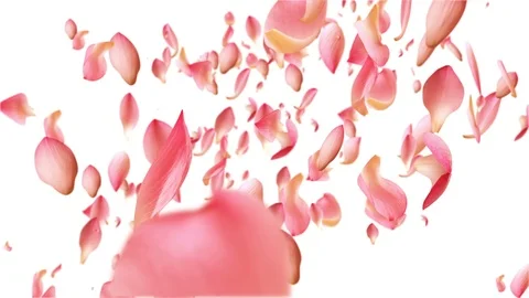 Water lily petals flying. Video stock 92743953