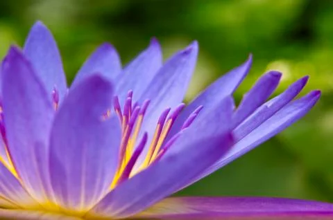 Water lily Stock Photos