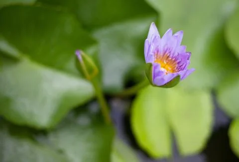 Water lily 스톡 사진