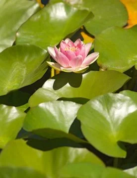 Water lily Fotos Stock