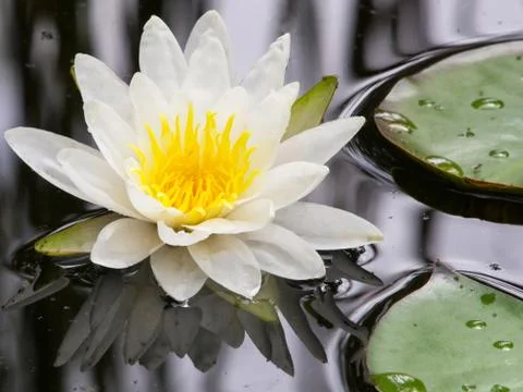Water lily Stock Photos