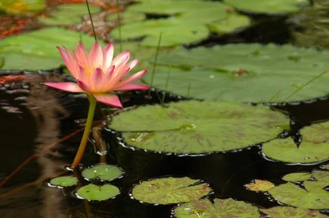 Water lily Stock-Fotos