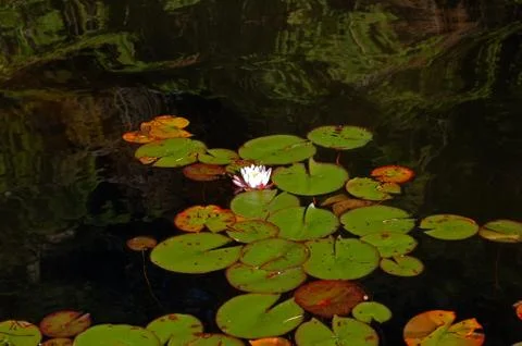 Water lily Stock Photos