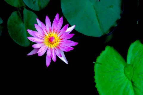 Water lily Stock Photos