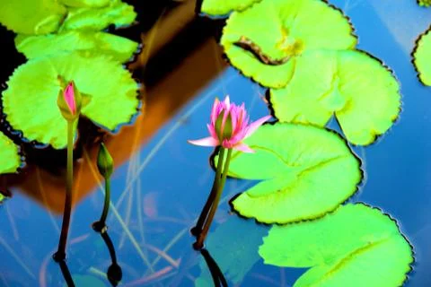 Water lily Stock Photos