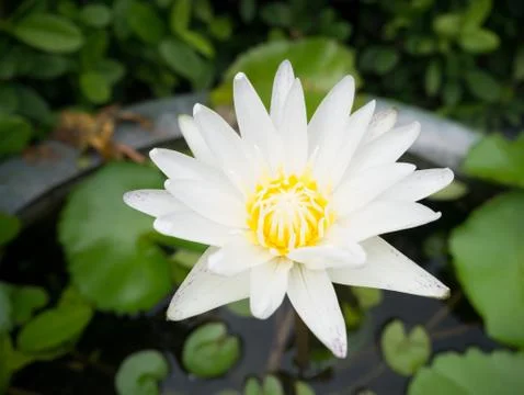 Water lily Stock Photos