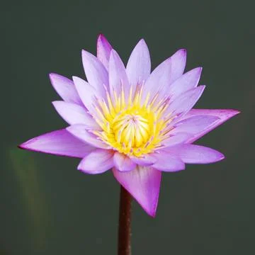 Water lily Stock Photos