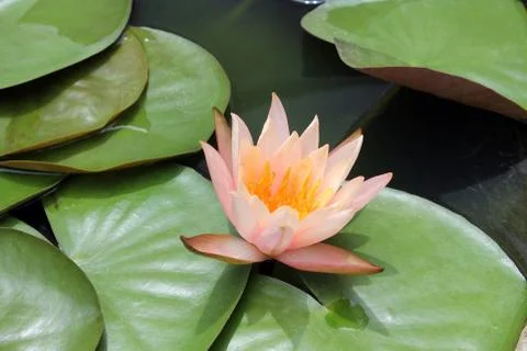 Water lily Stock Photos