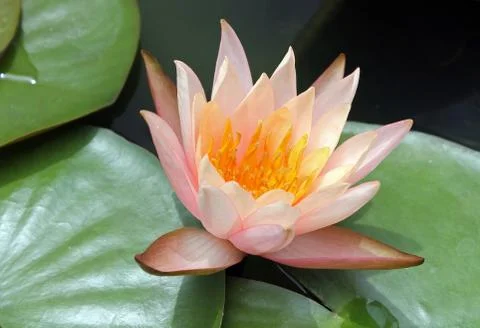 Water lily Stock Photos