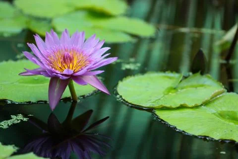 Water lily Stock Photos