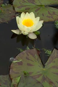 Water lily Stock Photos