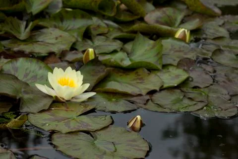 Water lily 스톡 사진