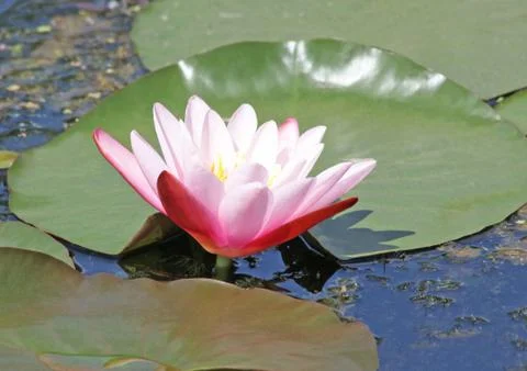 Water lily Stock Photos