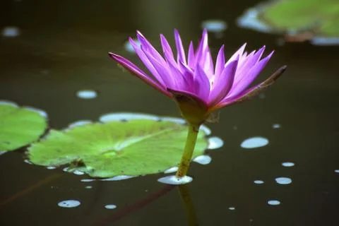 Water lily Stock Photos