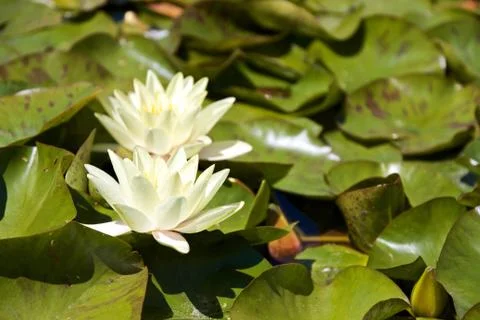 Water lily Foto stock