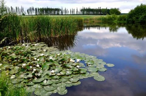 Water-lily Stock Photos