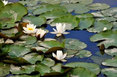 Water-lily Stock Photos