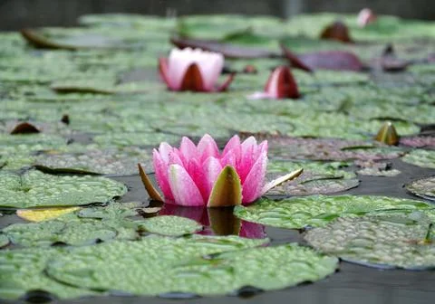 Water-lily Stock Photos