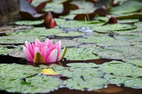 Water-lily Stock-Fotos