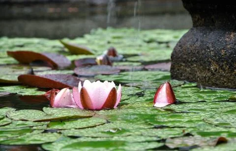 Water-lily Stock Photos