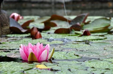 Water-lily Stock Photos