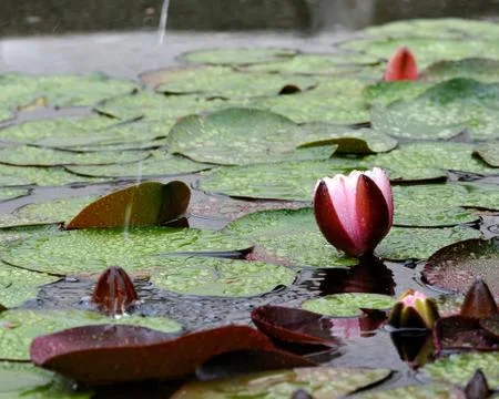 Water-lily Stock Photos