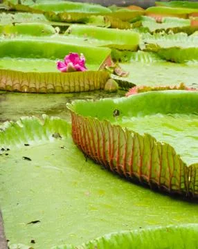 Water lily Stock Photos
