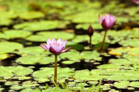 Water Lily Stock Photos