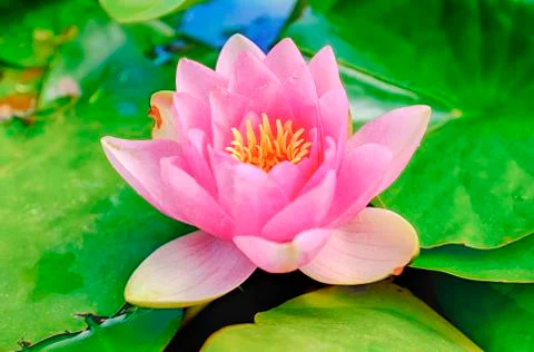 Water Lily Stock Photos