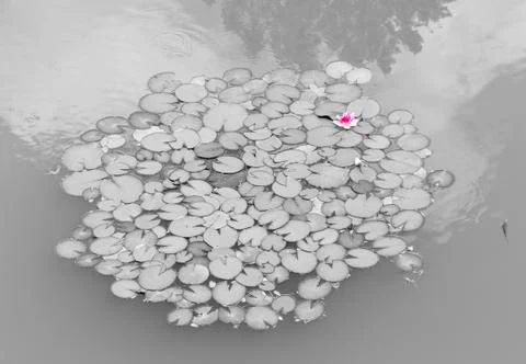 Water lily Stock-Fotos