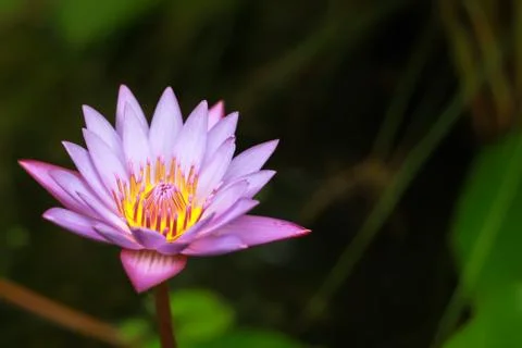 Water Lily Stock Photos