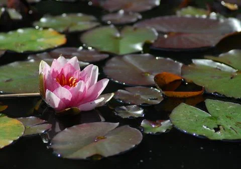 Water Lily Stock Photos