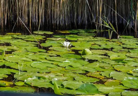 Water lily Stock Photos
