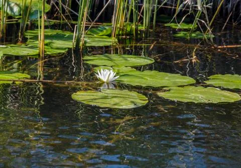 Water lily Stock Photos