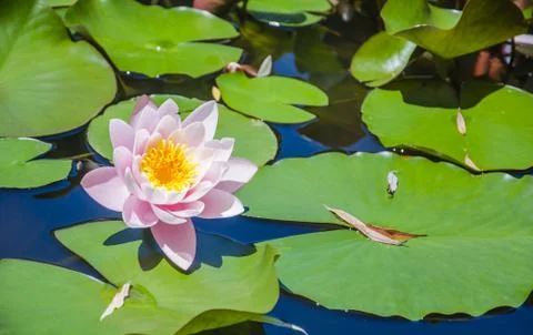 Water lily Stock Photos