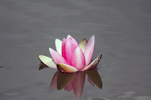 Water lily Stock Photos