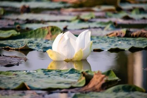 Water lily Stock Photos