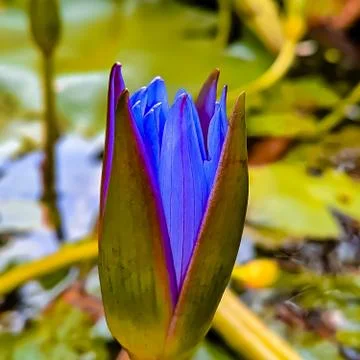 Water Lily Stock Photos