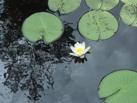 Water lily 写真素材
