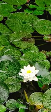 Water lily Stock Photos